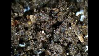 soil mites Net Worth