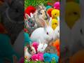 Ayam Lucu, Ayam Warna Warni, Ayam Rainbow Gokil, Kelinci, Kucing Lucu, Bebek, Hewan Lucu
