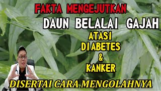 THE POWER OF ELEPHANT TRUNK LEAVES! Interesting Facts, Anti-Cancer Benefits, How to Turn It into ...