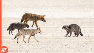 Look How Only One Raccoon Defeated Coyotes