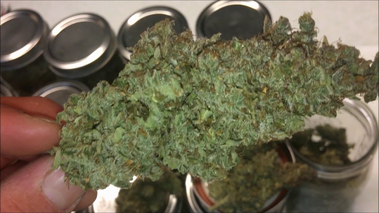 Purple Skunk Mass Auto cured weight/Moby Dick XXL/Gorilla Glue/Stardawg Auto