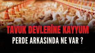 Tavuk devlerine kayyum atanmasının arka planında neler var? | Havva Gümüşkaya değerlendirdi