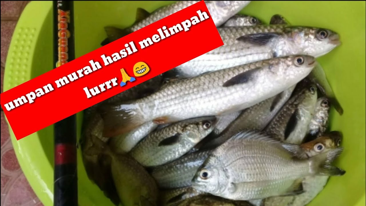 Cara membuat umpan ikan blanak ekor kuning dn putih