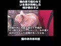 【猫のほのぼの話】隣の家で飼われている事が判明した我が家のネコ‥#ねこぬこにゃんこ #猫 #猫の話 #ほのぼの #shorts