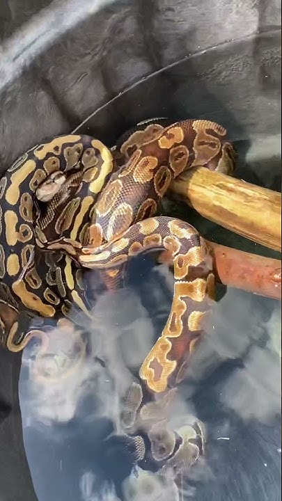 BALL PYTHONS HAVING A POOL DAY - #shorts - YouTube