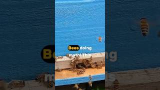 Bees Can Actually Do Math?! 🐝  #facts #didyouknow