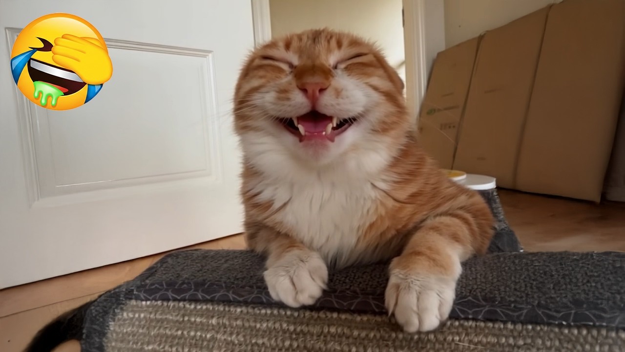 New Funniest Cats Videos 😼Try Not To Laugh😜Daily Serving of Internet Cats Part 22