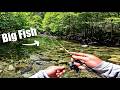 Fishing for TROUT in a CRYSTAL CLEAR Stream (Northern California)
