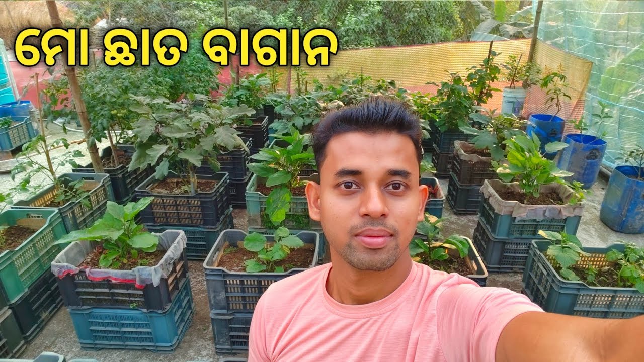 ମୋ ଛାତବାଗାନ 🥰 || terrace garden decoration ideas || Daily Vlog 