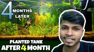 Low Tech Planted Tank Update Video । Four Month Update On Plant Growth | Pets Vlogger by Pets Vlogger 97 views 1 year ago 2 minutes, 13 seconds