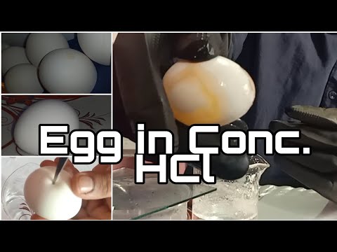 Egg in Concentrated Hydrochloric Acid #hcl #chemistry #experiments #HCl #egg #dissolve #cbse #india