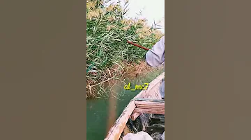 كريم منصور تلملمن كلهن علي حالات وت ساب 