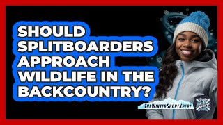 Should Splitboarders Approach Wildlife In The Backcountry? - The Winter Sport Xpert