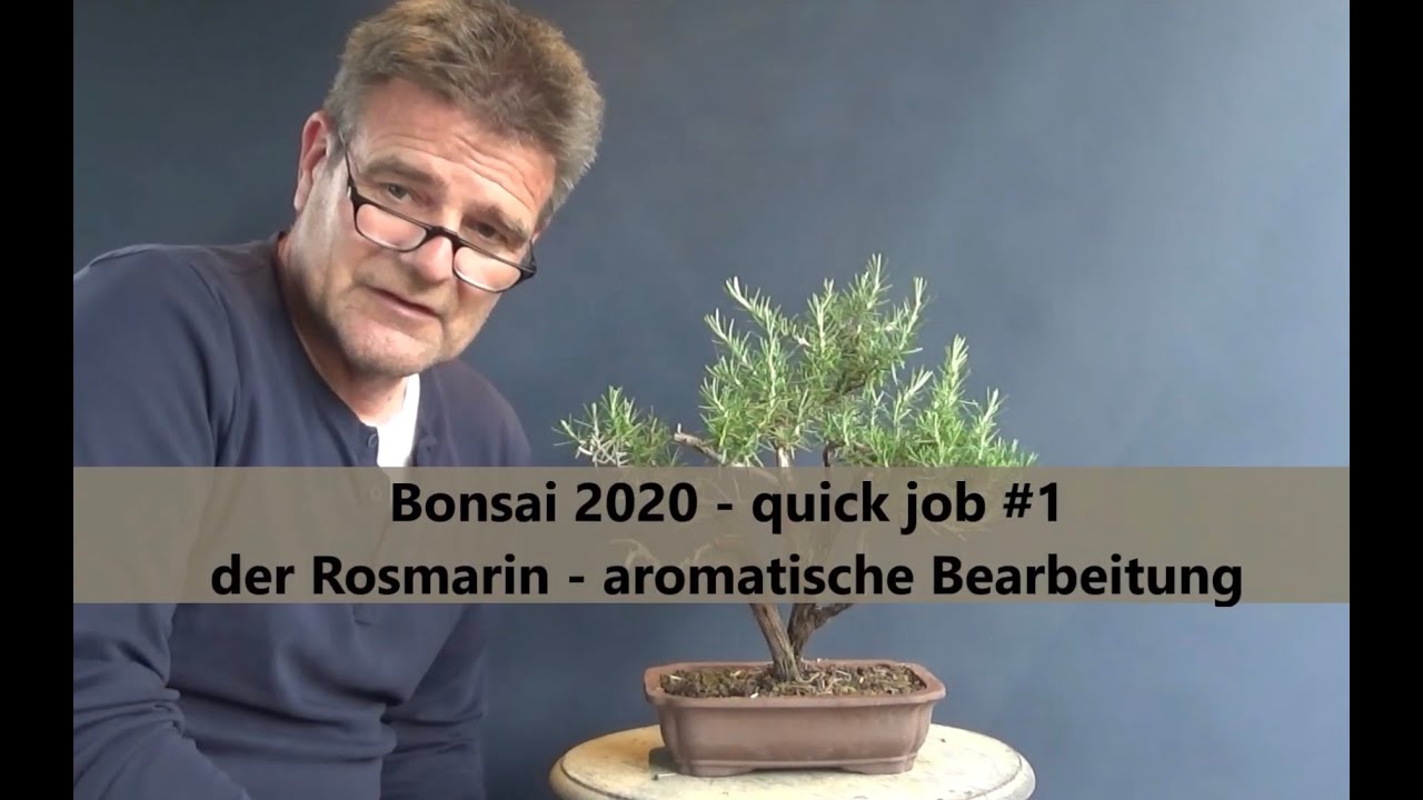 Bonsai 2020-35 - quick job #1 - Rosmarin - Rosmarinus - aromatische  Bearbeitung