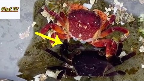 Khoảnh khắc hiếm thấy của tự nhiên: Cận cảnh quá trình cua lột vỏ.