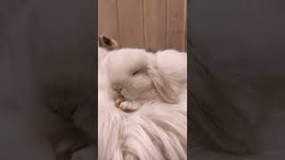 Bunny Takes A Nap, Cute Pet Rabbit, Lop Eared Rabbit