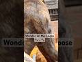 Animals Wonder on the Loose #kangaroogoose #dogshorts #dutchshepherd #pitbullx