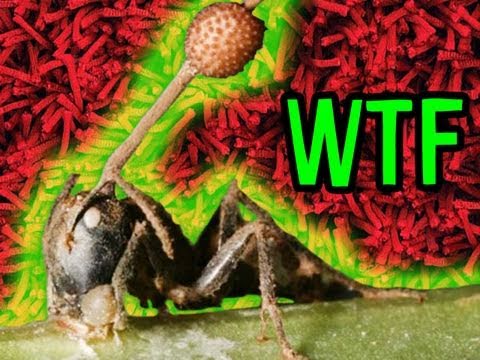 ZOMBIE Bugs!!!: Mind Blow 12