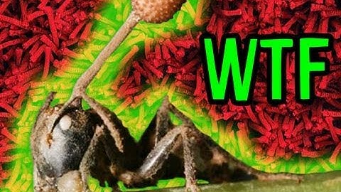 ZOMBIE Bugs!!!: Mind Blow 12