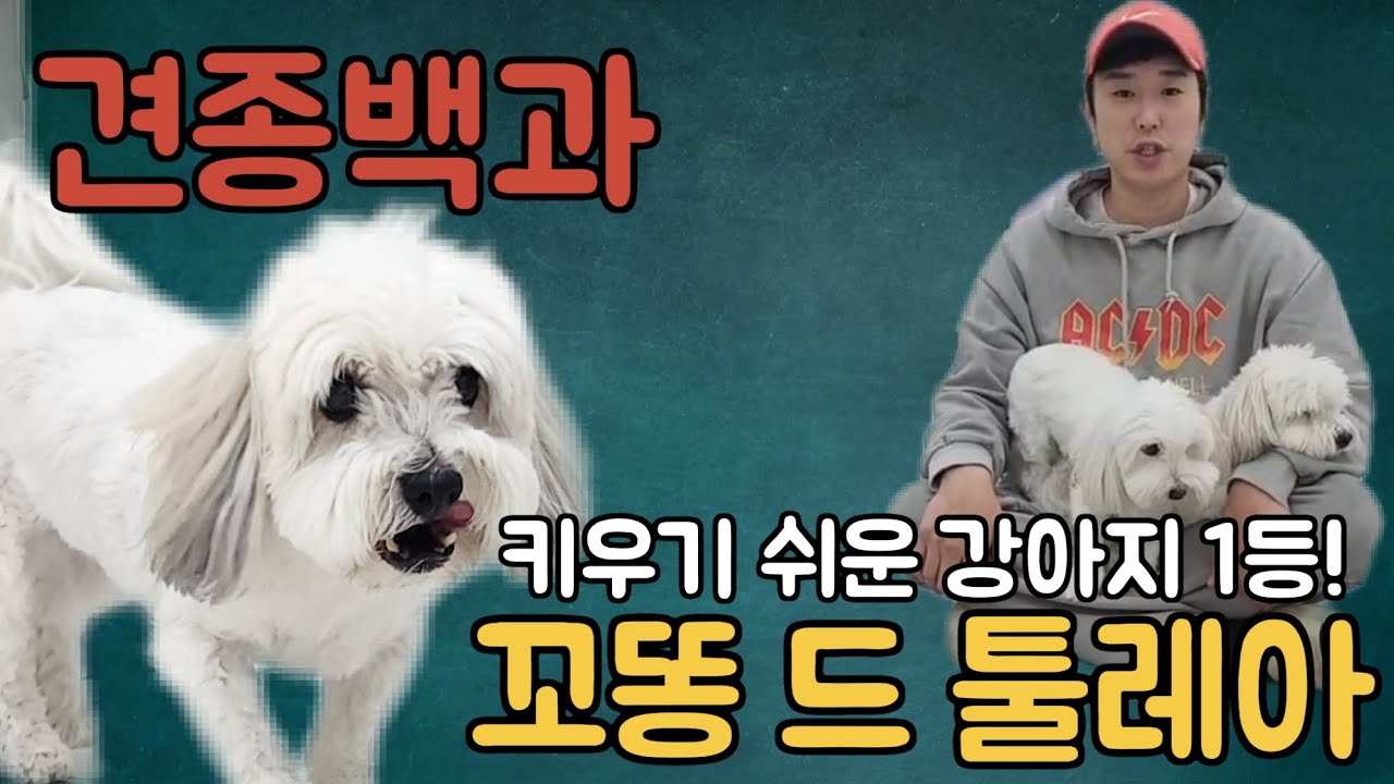 최고의 인기견종!꼬똥 드 툴레아 파헤쳐 보겠습니다 - YouTube
