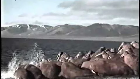 Отряд Ластоногие