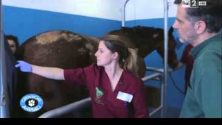 Equivet Roma Hospital su RAI2 - Cronache Animali