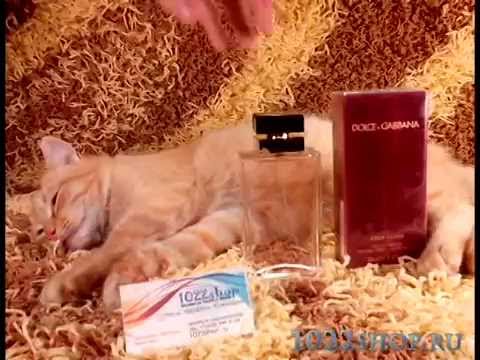 Туалетная вода Dolce & Gabbana Pour Femme 100ml обзор