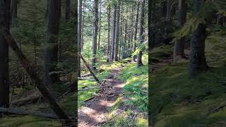 BACKPACKING in MAINE - shorts  nature solotravel camping backpacking outdoors adventure wild