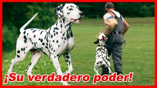 A sleeping BEAST called Dalmatian - Limitless power