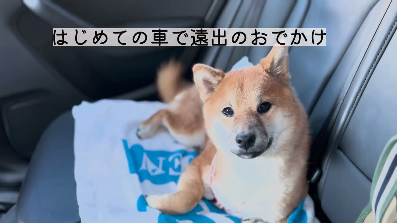 柴犬さんちゃん、初めての旅行