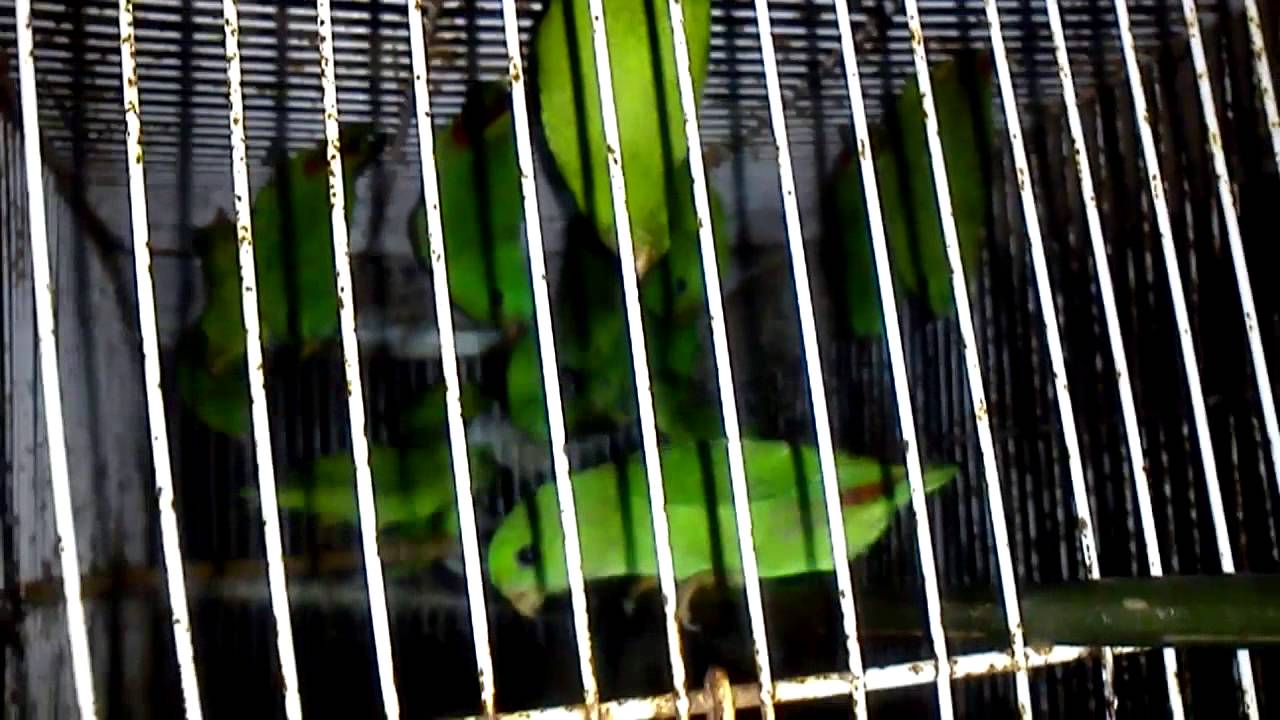 Burung Serindit Hijau Muda / Blue-Crowned Hanging Parrot HD 