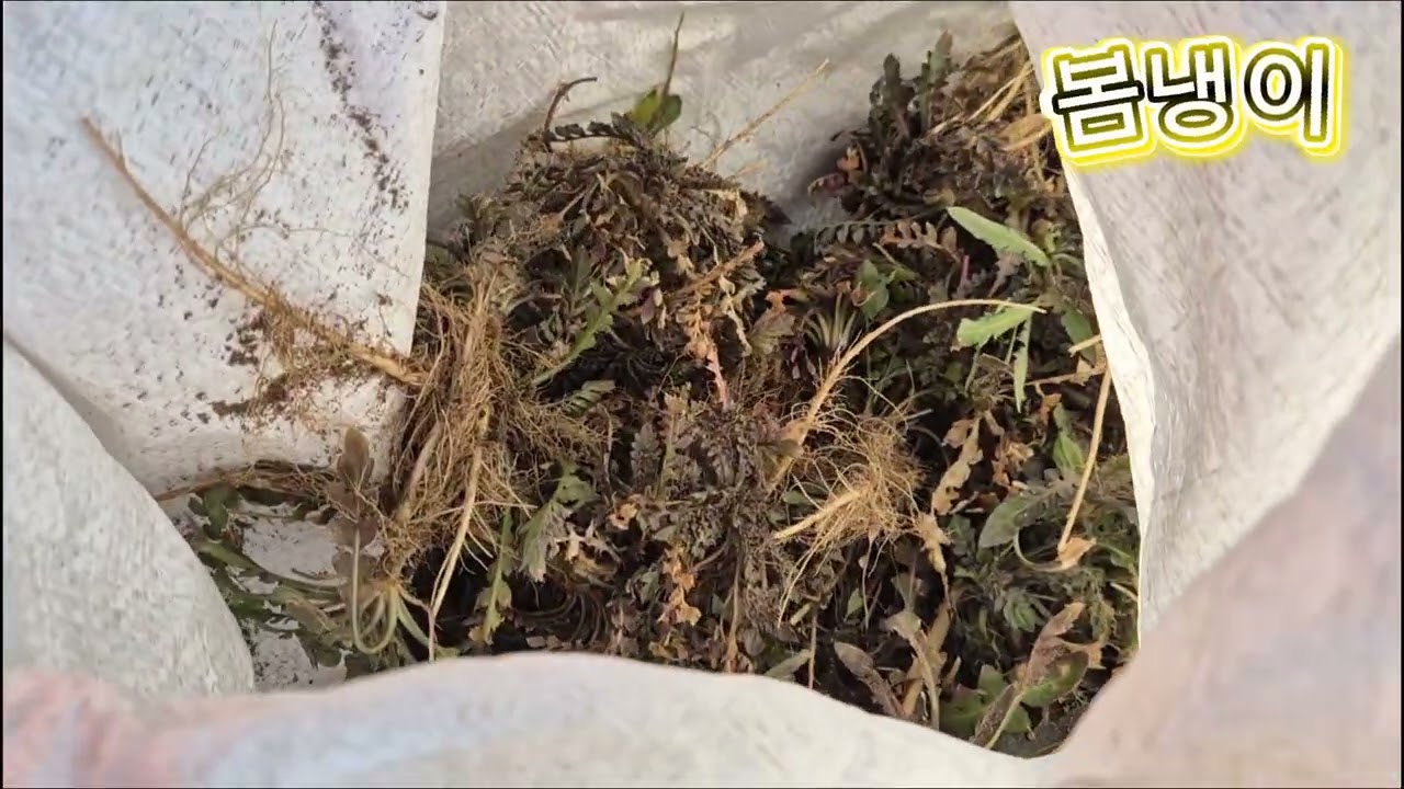 냉이캐기#냉이#냉이가 엄청나#사람도 많고