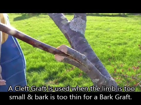 crabapple tree stump removal