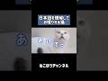 日本語を完全に理解してる天才猫 #shorts