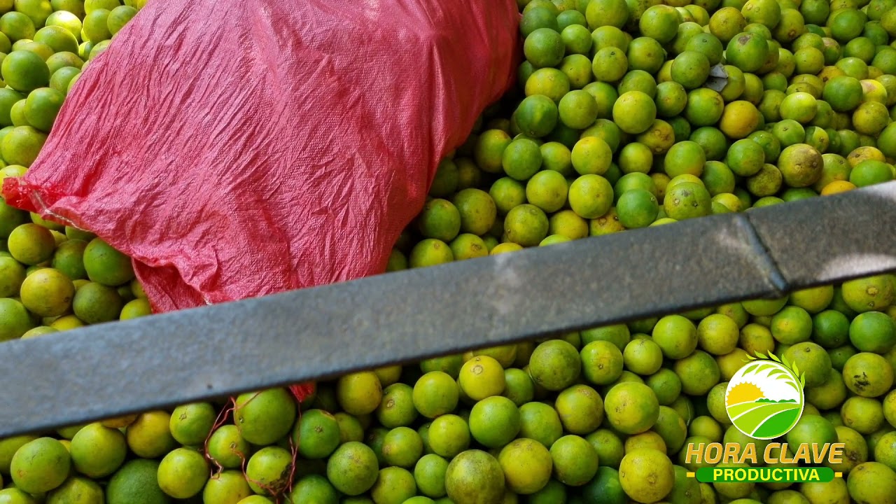 PRODUCCION DE NARANJAS, SONAGUERA COLON PARTE 2