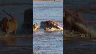 Hippos Attack Lion That's Stranded On A Rock In A River