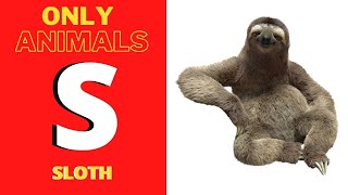 The Letter S For only #animal #song #kids #shorts #education #youtubeshorts  #learning #letter