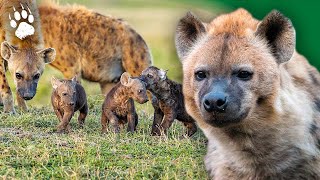Les reines de la savane  hyènes tachetées  Documentaire animalier  AMP