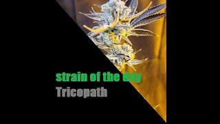 #weedreview, tricopath