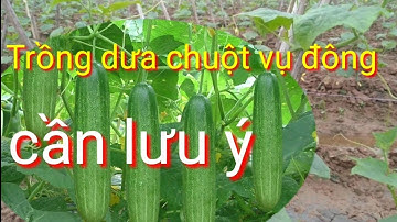 Trồng và chăm sóc dưa chuột vụ đông giống VA.68, cách trồng dưa chuột vụ đông, thời vụ trồng dưa leo