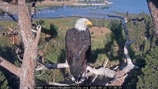 Shadow seen in new video at Big Bear bald eagle nest Big Bear Ca Eagle Cam