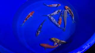 Japanese Tosai Omasako \u0026 Sakazume - A largest range of Pond Fish \u0026 Koi in the UK - www.carpco.co.uk