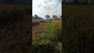 ketika asyik melewati galengan sawah