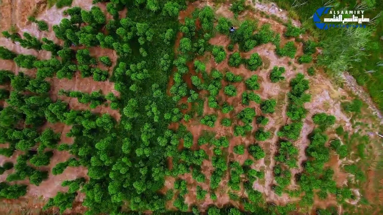 ولأول مرة.....منطقة دُخْلس يافع م/رصد في موسم 2024م