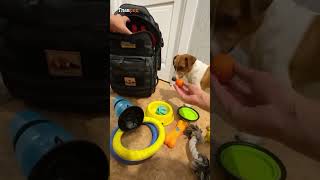 Что берет пес Патрон с собой в командировку?