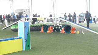 16 dic 2012. monica giotto agility debut ecc netto .MOV