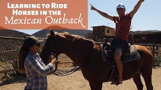 The BEST Thing to do in Baja: Pretty Horses Animal Rescue // Road Trip 2019