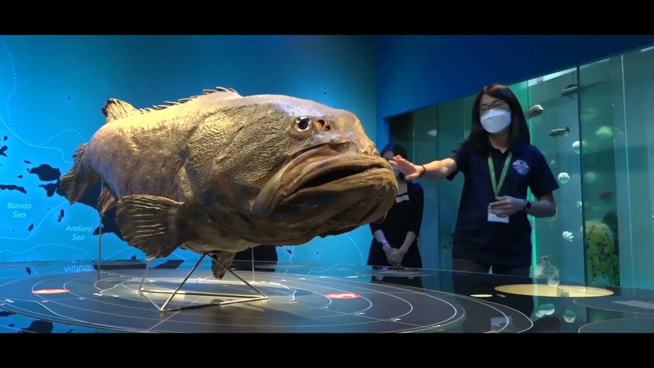 Up Close with the NUS Lee Kong Chian Natural History Museum 2022 | Highlights Video