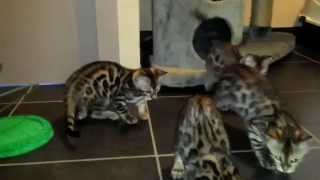 Kittens Kytana Week11 2014 Hd