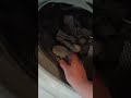 Mes chaussettes sont  par paire... magie... non malin avec les Trichaussettes, artisanat français.